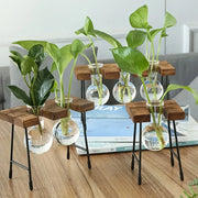 Creative hydroponic garden in a wooden frame